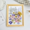 thumbnail image 2 of 1 bolsa de cas prensadas múltiples, pntas secas reales para decoración de marcos de álbumes, fabricación de papel de arte, manualidades de 29 piezas de cas Soledad Flores secas prensadas, 2 of 6