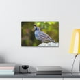 thumbnail image 3 of Majestic Quail Art Majestic Quail Print Animal Wall Art Wildlife Canvas Prints Wall Art Ready to Hang Unframed, 3 of 18