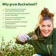 thumbnail image 4 of Outsidepride Buckwheat Cover Crop Seed - 20 LB, 4 of 7