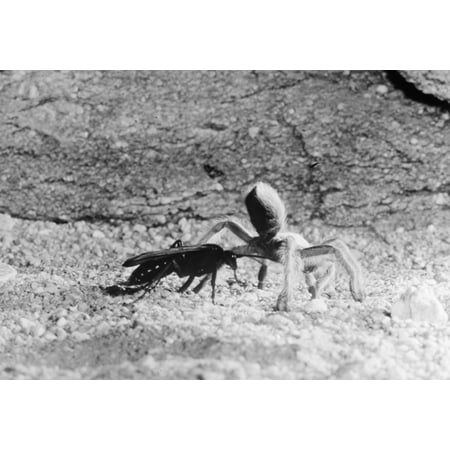 Wasp & Tarantula. /Ntarantula Hunted And Paralyzed By A Female Pepsis