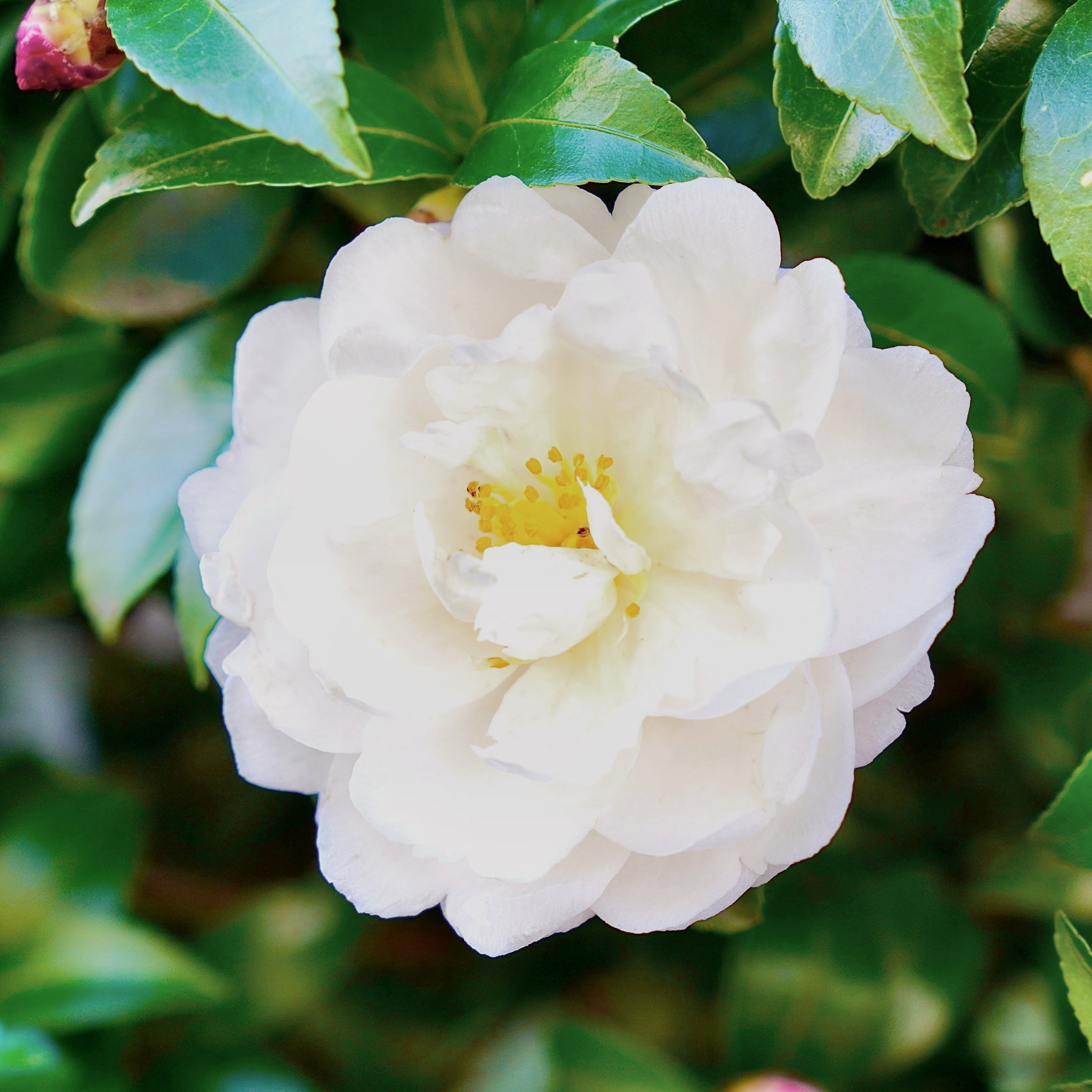 National Plant Network 1 gal. Camellia Japonica Bessie Battle Shrub
