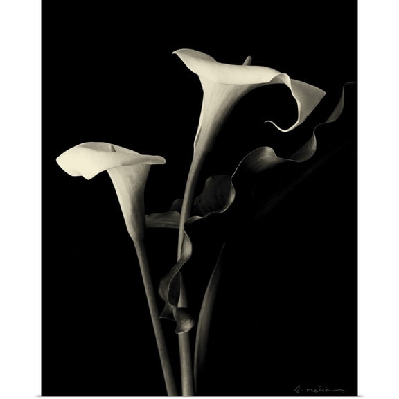 Great BIG Canvas | Rolled Amy Melious Poster Print entitled Botanical Elegance Calla III