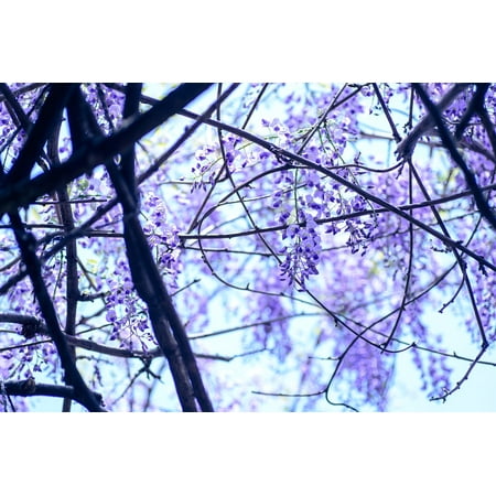 Wisteria Natural Hues Natural - LAMINATED POSTER Flowers Spring Flowers Spring Natural Wisteria Poster Print 11 x 17