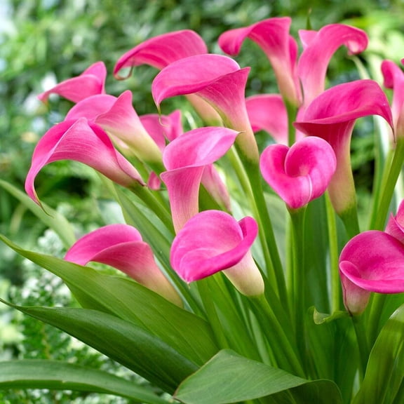 Easy to Grow Calla Garnet Glow 3 Plant Bulbs, Deep Pink Blooms Summer Full Sun