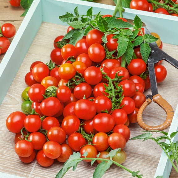 Organic Red Cherry Small Tomato Seeds - 300 Mg Packet ~112 Seeds - Non-GMO, Certified Organic - Vegetable Garden - Lycopersicon esculentum