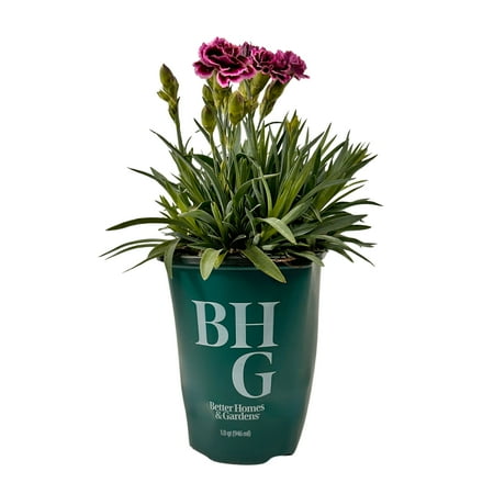 Better Homes & Gardens 1QT Purple White Dianthus Live Plant Grower Pot Sun