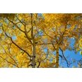 thumbnail image 2 of Ostrowitz, Mallorie 14x11 White Modern Wood Framed Museum Art Print Titled - Aspens on the Tom Blake Trail-Colorado, 2 of 4