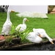 thumbnail image 5 of Decoración de pato de simulación al aire libre, decoración de paisaje acuático, piscina, jardín, decoración de resina, 5 of 10