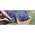 thumbnail image 4 of 1 Gallon Summer Garden Shrub 6 Pack, 4 of 10