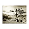 thumbnail image 2 of Gango Home Decor Lone Pine I by Alan Hausenflock (Printed on Paper); One 24x18in Fine Art Paper Giclee Print, 2 of 4