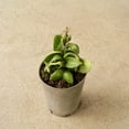 thumbnail image 4 of Hoya Hindu Rope Plant - Live Plant in a 2 Inch Pot - Hoya Carnosa 'Compacta - Indoor Houseplants Straight from The Nursery, 4 of 5