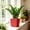 Square Self-Watering Pot Under $5 a4, variant on CQCYD Square Self-Watering Planter, 8x8x7 Inch Faux Rattan Texture, Plastic Reservoir Container, Decorative Square Self-Watering Pot for Indoor Greenery Succulents and Home Decor