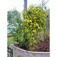 thumbnail image 2 of Carolina Jasmine  2 Large Gallon Size Plants  Gelsemium Sempervirens Jessamine  Fragrant Blooming Vine Foliage, 2 of 8
