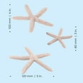 thumbnail image 3 of biOrb Natural Starfish Set, 3 of 9
