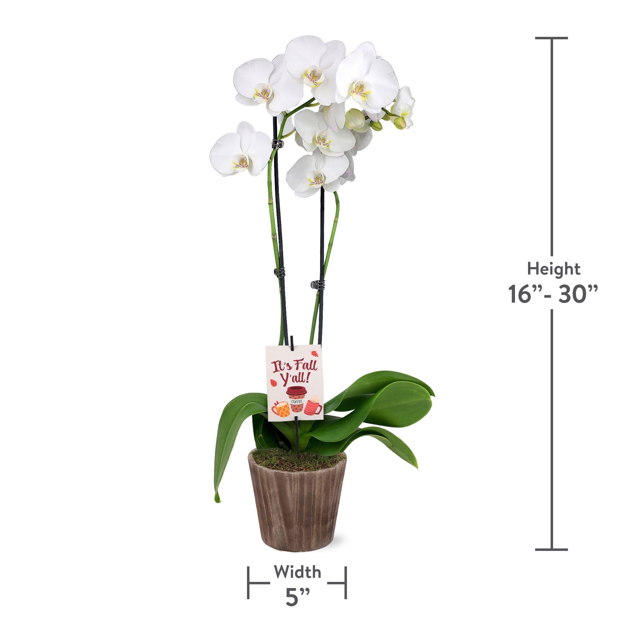 5" White & Yellow Orchid in Wilson Brown Planter – It’s Fall Y’all