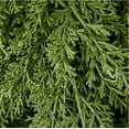 thumbnail image 6 of 6ft/ 9ft Christmas Garlands Norfolk Pine Garland Faux Greenery Pine Garland for Christmas Holiday Winter Wall Mantle Fireplace Staircase Indoor Outdoor Decoration, 6 of 27