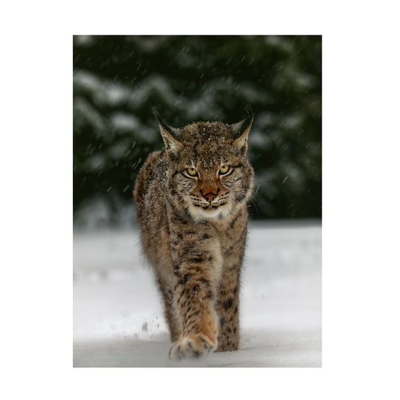 Trademark Fine Art Michaela Firesova Meet The Lynx Canvas Wall Art