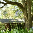 thumbnail image 6 of Perfect Plants 1 Gallon Blue Agapanthus Shrub, 6 of 8