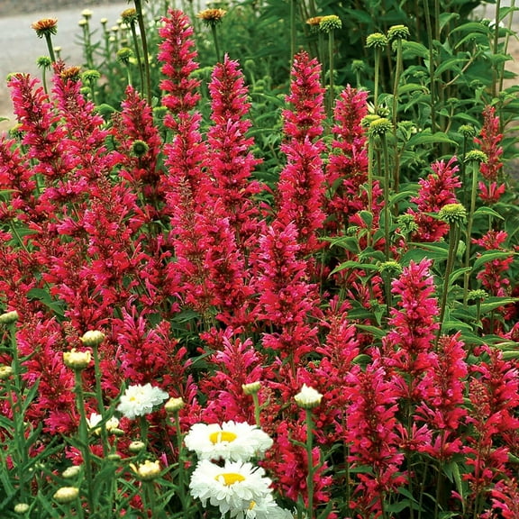 100 Raspberry Hyssop Seeds Agastache Perennial Flower Seed Flowers 242 US SELLER