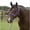 Purple/Lilac, variant on Equissential Rope Halter with 8ft Attach