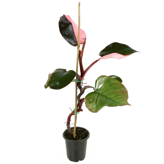 4 in. Philodendron Pink Princess Live Houseplant with Indirect Sun - 1 Piece