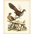 thumbnail image 2 of Edwards, George 12x14 Gold Ornate Wood Framed with Double Matting Museum Art Print Titled - Regal Pheasants I, 2 of 4