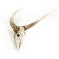 thumbnail image 3 of Zentique SHI003 Bull Skull Wall Decor- 26 x 19.5 x 14.5 in., 3 of 3