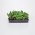 thumbnail image 2 of Expert Gardener 2.2 Quart Sedum Multicolor Perennial Groundcover Outdoor Live Plants Full Sun, 2 of 5