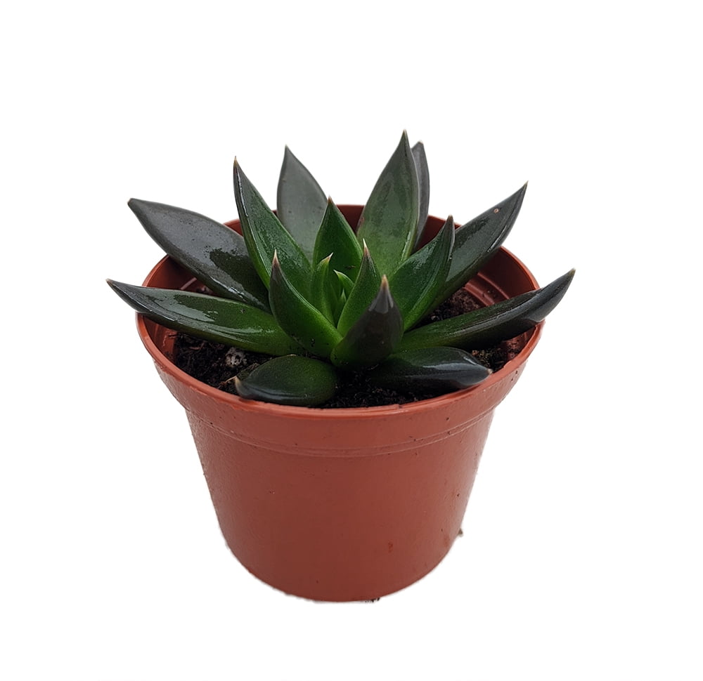 Black Knight Echeveria Mexican Rose Plant Great