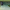 Green Ghost, variant on Berkley PowerBait Ripple Shad Fishing Bait, Firetiger, 4in | 10cm