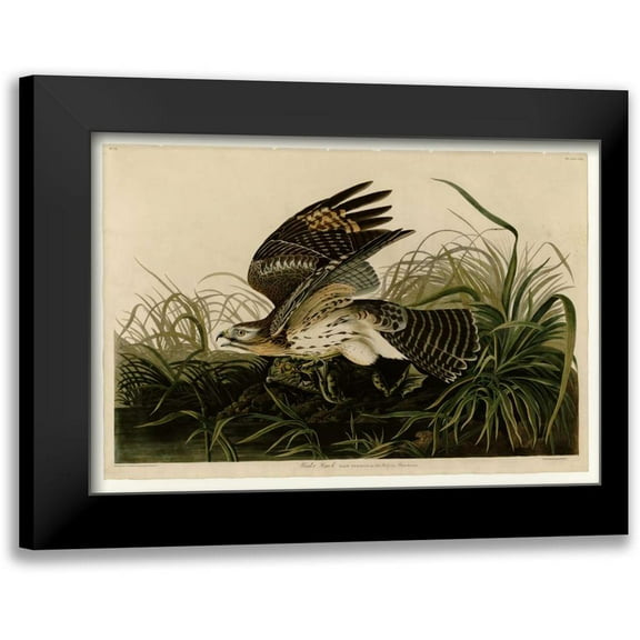 Audubon, John James 14x11 Black Modern Framed Museum Art Print Titled - Winter Hawk