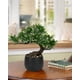 thumbnail image 5 of Árbol Bonsái Artificial Briful de Enebro 25 cm con Maceta de Cerámica, 5 of 6