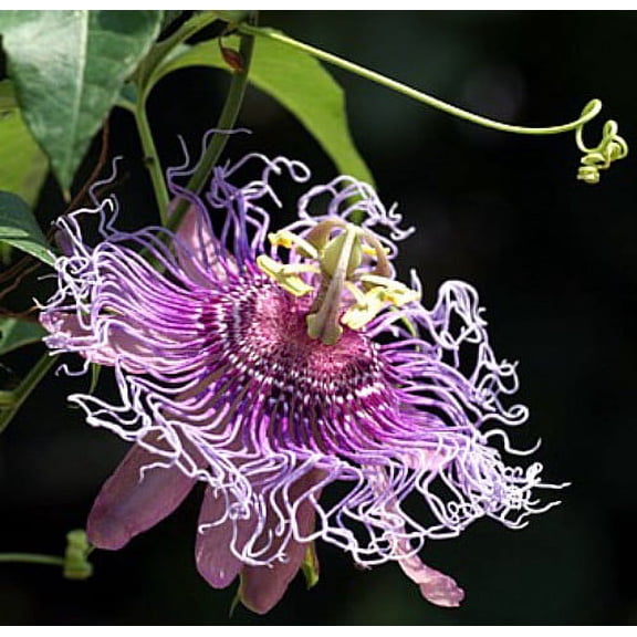 Incense Inspiration Passion Flower - Passiflora - Indoors/Out! - 4" Pot