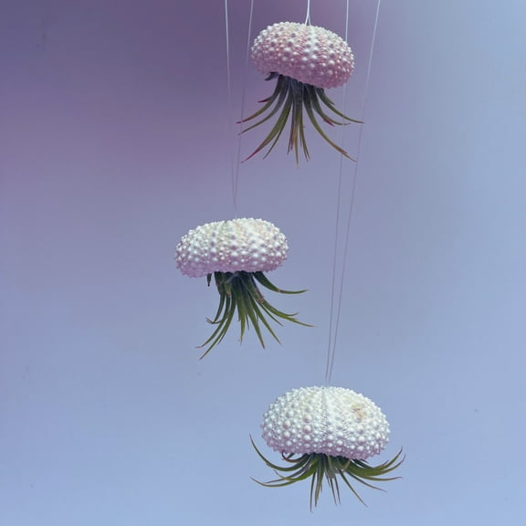 Set of 3 Jelly Fish Air Plant Hanging Displays - Live Airplants!