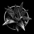 thumbnail image 3 of Graciet, Stephane 20x20 Black Modern Framed Museum Art Print Titled - Black and White Succulent, 3 of 5