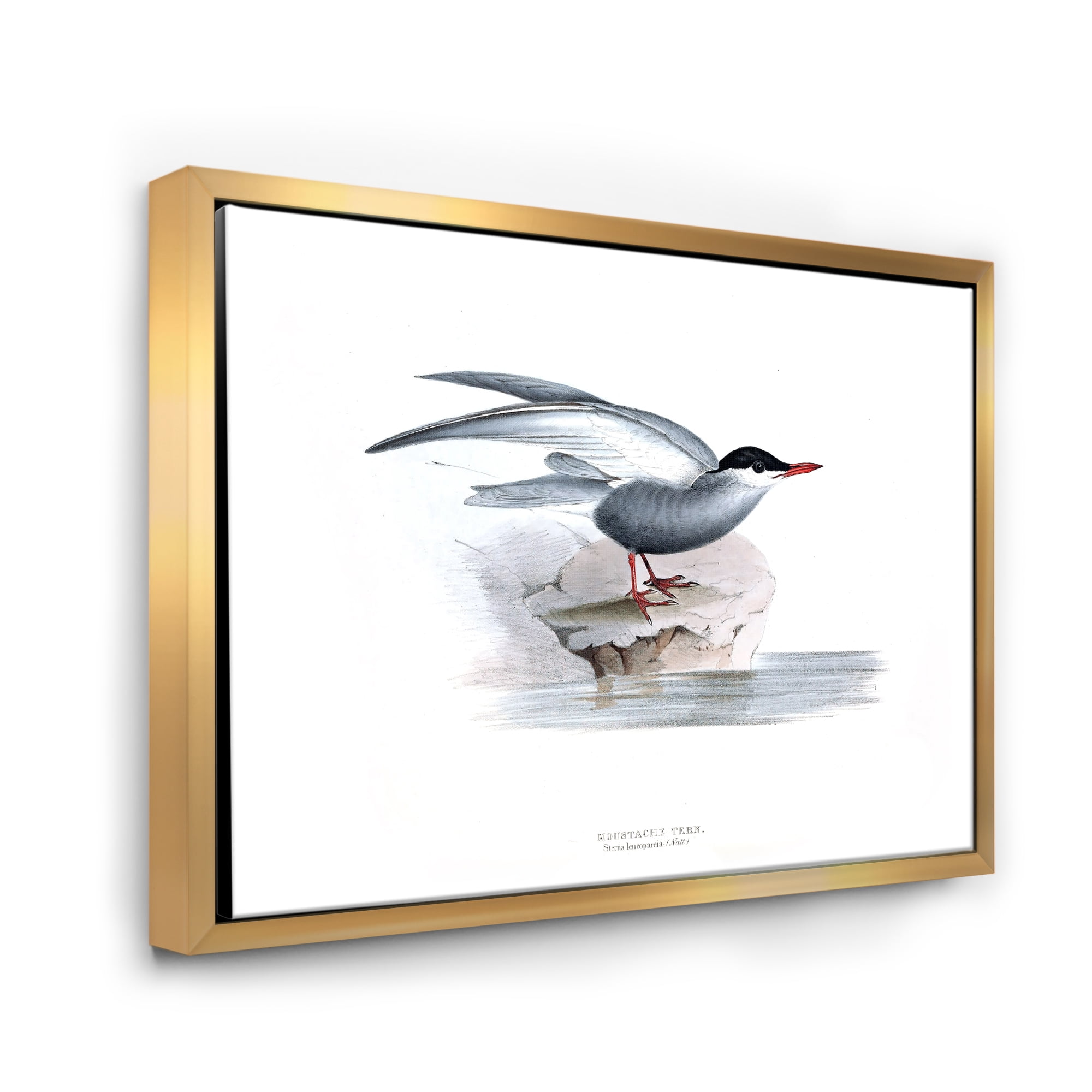 Designart 'Ancient Bird Of Europe I' Traditional Framed Canvas Wall Art Print