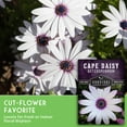 thumbnail image 5 of Cape Daisy Seeds - 5 Pack - Non-GMO Heirloom Full Sun Annual Flower, 5 of 9