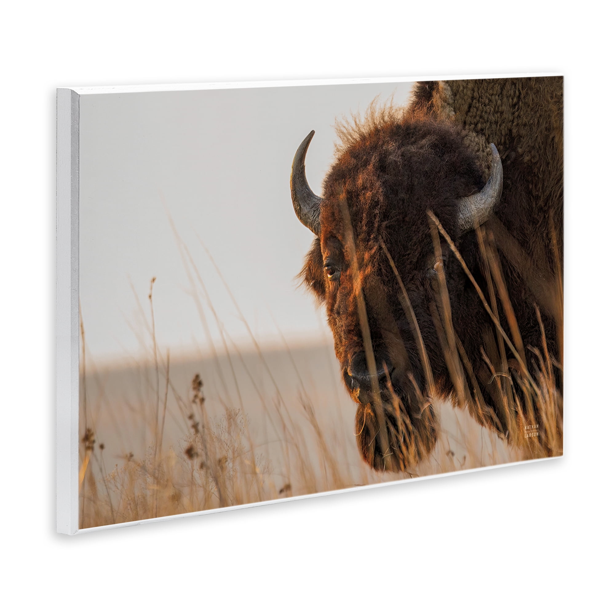 Stupell Industries Bison Sunset on Golden Prairie Wall Plaque Art, design by Nathan Larson