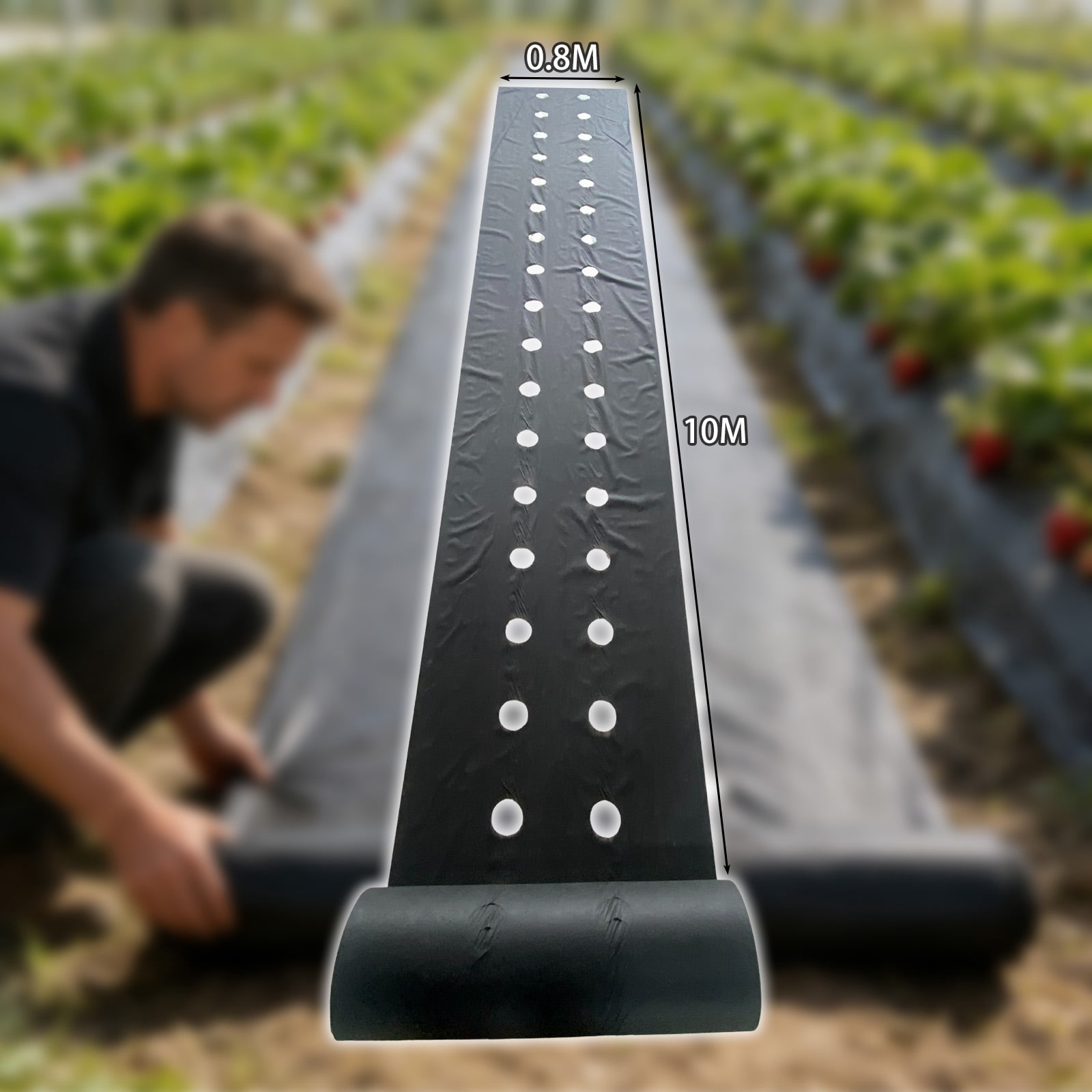 Strawberry planting perforated landscape fabric, water-permeable and breathable — functions as a weed barrier fabric to prevent weeds in vegetable and fruit planting