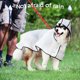 thumbnail image 3 of Impermeable transparente para perros con capucha. Resistente al viento y al agua. Puños elásticos. Impermeable ajustable, apto para perros medianos y grandes (8XL)., 3 of 5