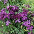 thumbnail image 5 of Clematis Polish Spirit - 5 Live Plants in 4 Inch Growers Pots - Clematis 'Polish Spirit' - Starter Plants Ready for The Garden - Beautiful Purple Flowering Vine, 5 of 5
