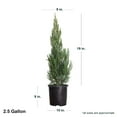 thumbnail image 3 of Expert Gardener Blue Point Juniper (2.5 Gallon) Evergreen Tree with Blue-Green Foliage - Full Sun Live Outdoor Plant, 3 of 7