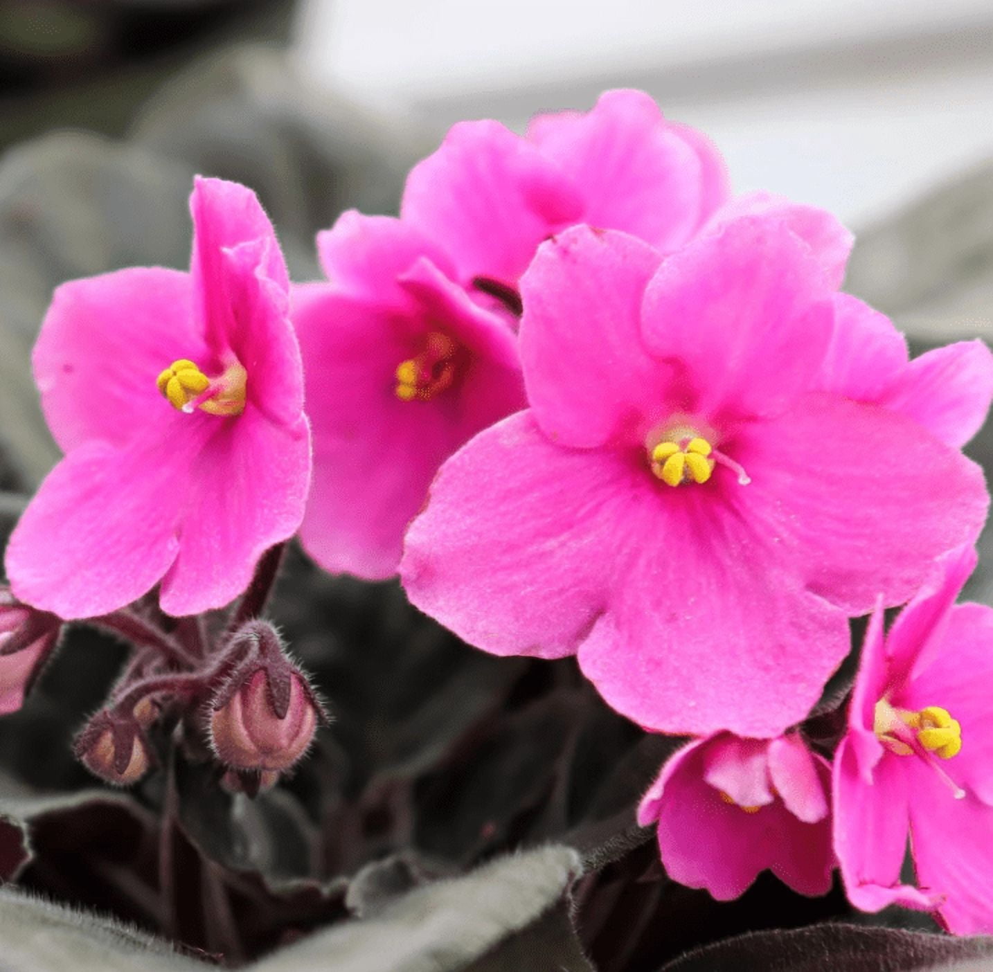 Pink African Violet Live Plant, Indoor Houseplant in 4'' Pot, Vibrant African Violet Flowers Ready to Grow 3-5 Inch Tall