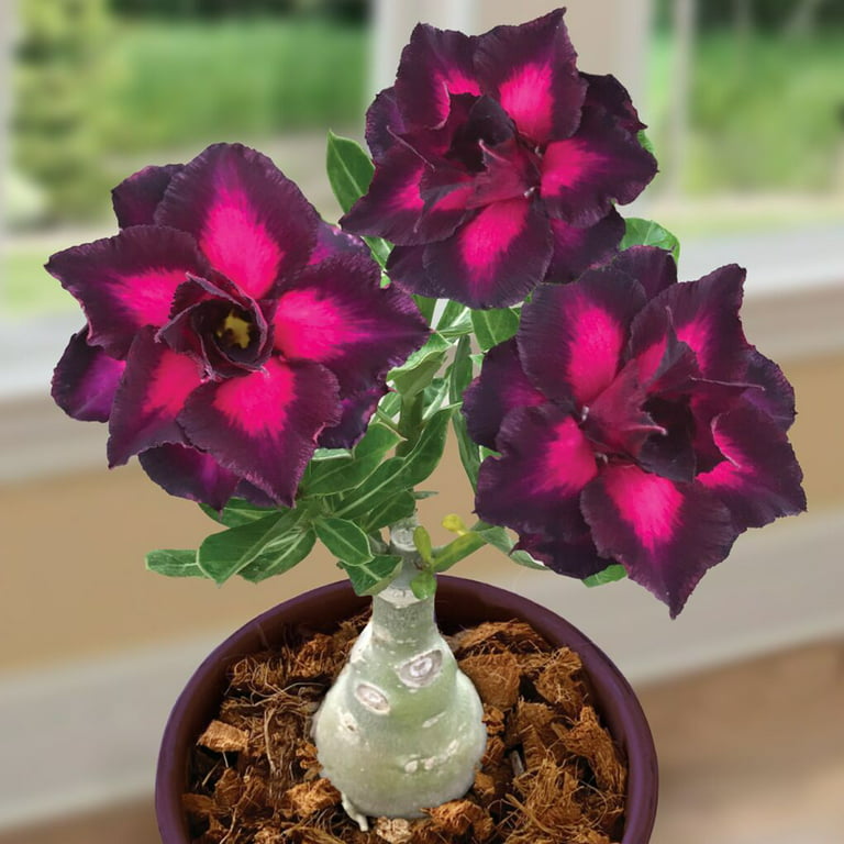 Desert Rose 'Purple Pluм' (Adeniuм hybrid) Rare Exotic Ƅonsai desert Rose Adeniuм oƄesuм, Starter 15+ seedspack - Walмart.coм