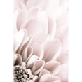 thumbnail image 3 of 1x Studio III 11x14 Black Modern Framed Museum Art Print Titled - Chrysanthemum No 03, 3 of 5