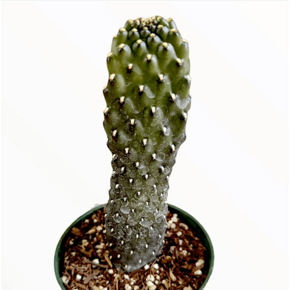Opuntia Rubescens 'Road Kill Cactus' Succulent Live Plant 2 Inch for Indoor Outdoor Home Office Garden Decor