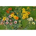 thumbnail image 4 of 30 Mixed Colors GAZANIA Rigens Treasure Flower Seeds, 4 of 11