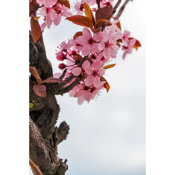 Peel N Stick Poster Of Almond Flower Spring Flowers Mandulaviraƒae A A Aƒa Sa A G Poster 24x16 Adhesive Sticker Poster Pri Walmart Com Walmart Com