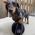 thumbnail image 2 of Pawty Animals Sports Fanatics Pack, 2 of 4