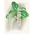 thumbnail image 2 of Jean Jules Linden 19x24 Black Ornate Framed Double Matted Museum Art Print Titled: Angraecum Citratum (1885-1906), 2 of 5